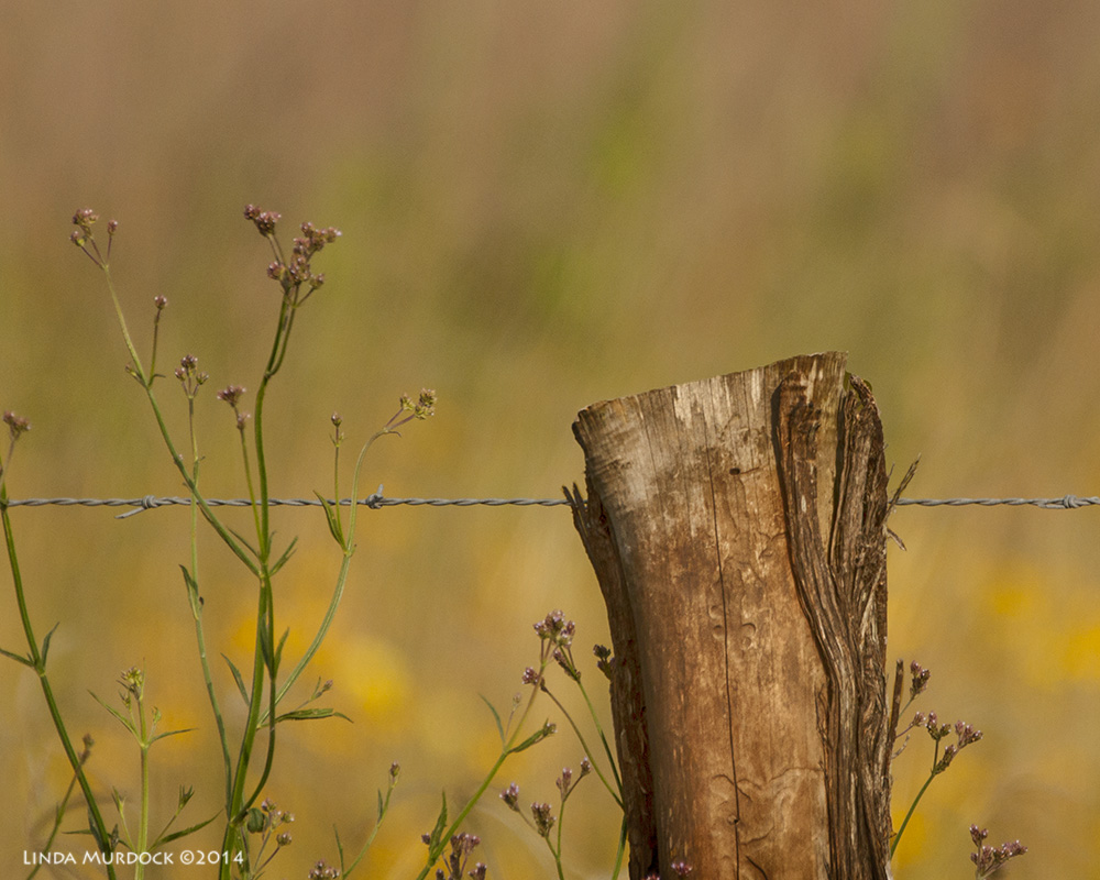I didn't talk to the fence post; only took its photo! Sony A700 with 70-400mm G 1/3200 sec. f/5.6 ISO 400