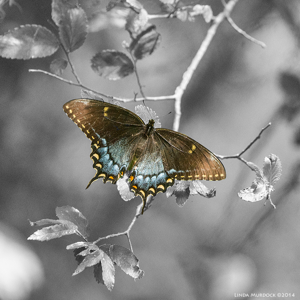 Spicebush Swallowtail - colorsplash technique shows off his colors Sony A850 with 70-400mm G 1/400 sec. f/6.3 ISO 1600