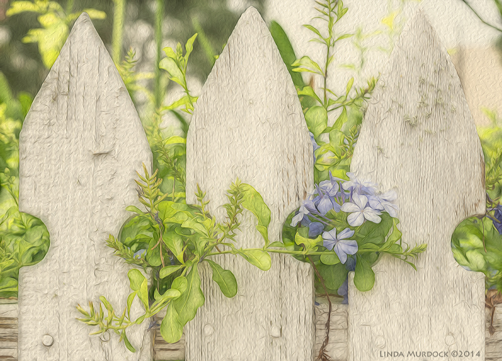 Blooms in escape mode - Fractalius and Photoshop Oil Paint Sony A77 II with 16-50mm 1/160 sec. f/.6 ISO 400