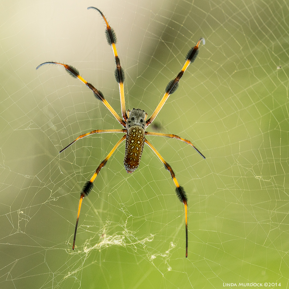 Golden Orb Spider Sony A77 II with 70-400mm G2 1/25 sec. f/9 ISO 200