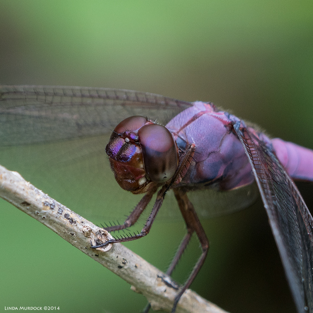 Roseate Skimmer closeup Sony A77 II with 70-400mm G2 1/160 sec. f/7.1 ISO 400