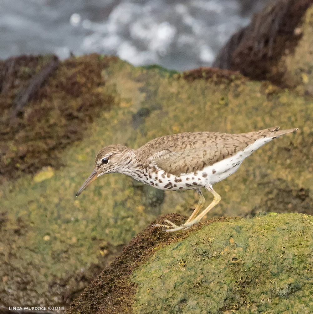 Spotted Sandpiper Sony A77 II with 70-400mm G2 1/640 sec. f/6.3 ISO 1000