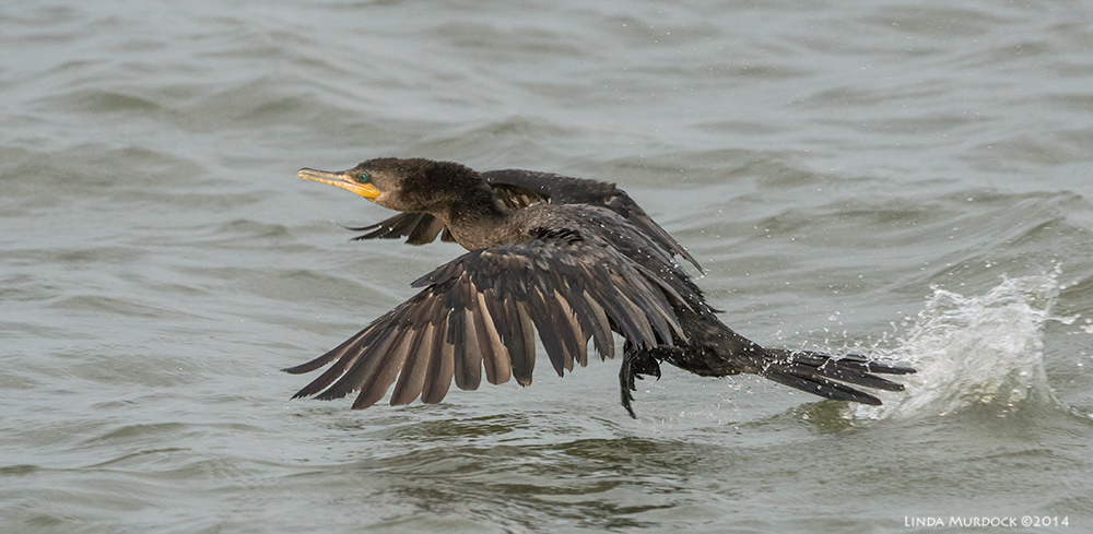 Neotropic Cormorant taking off... Sony A77 II with 70-400mm G2 1/1600 sec. f/7.1 ISO 1000