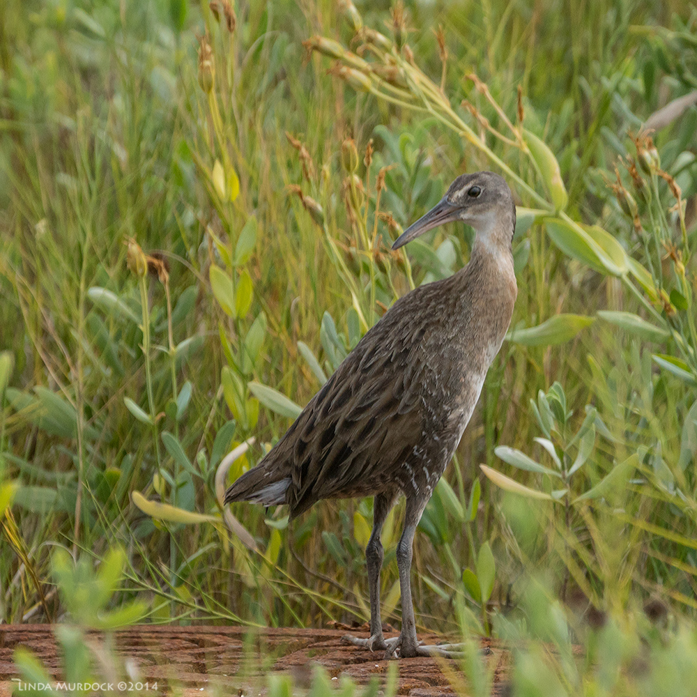 Clapper Rail hiding in the brush Sony A77 II with 70-400mm G2 1/2000 sec. f/5.6 ISO 400