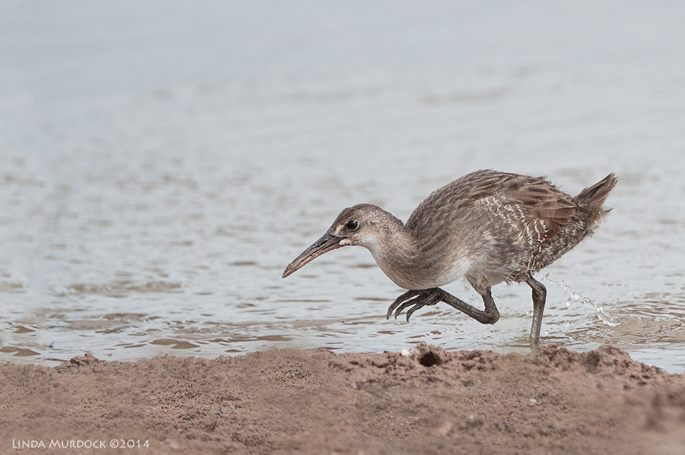 Typical Clapper Rail open habitat Sony A77 II with 70-400mm G2 1/2000 sec. f/5.6 ISO 400