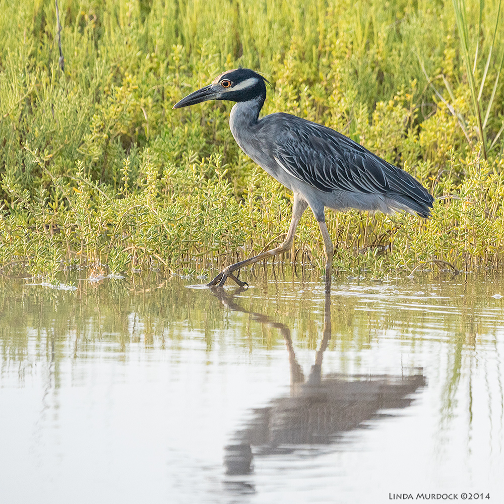 Yellow-crowned Night Heron Sony A77 II with 70-400mm G2 1/1000 sec. f/6.3 ISO 1000