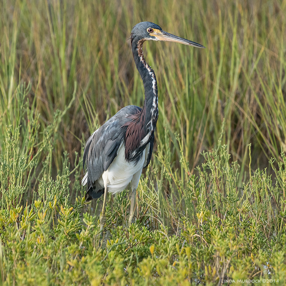 Tri-colored Heron in the same neighborhood Sony A77 II with 70-400mm G2 1/1000 sec. f/6.3 ISO 1000