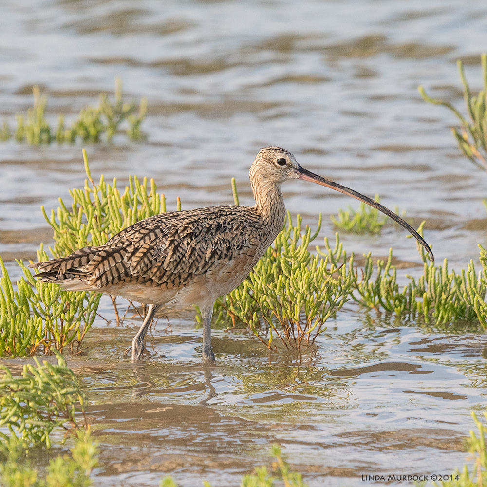 Female Long-billed Curlew - look at how long the bill is! Sony A77 II with 70-400mm G2 1/1000 sec. f/8.0 ISO 1000