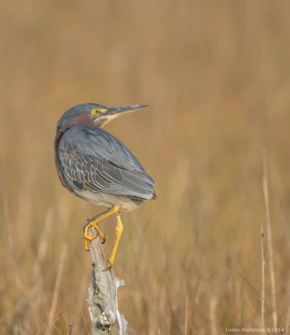 Green Heron Sony A77 II with 70-400mm G2 1/1600 sec. f/5.6 ISO 1000