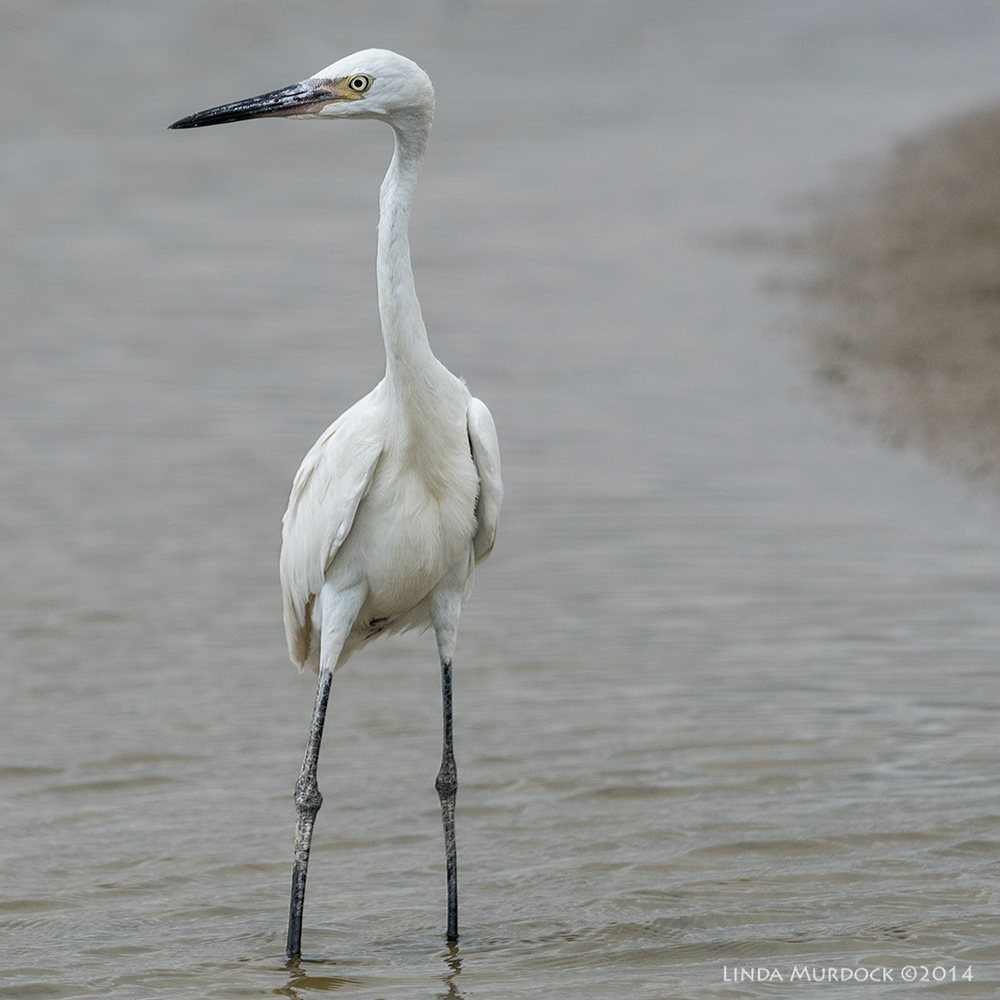 Reddish Egret White Morph just standing still. Maybe he is resting. Sony A77 II with 70-400mm G2 1/1600 sec. f/7.1 ISO 400