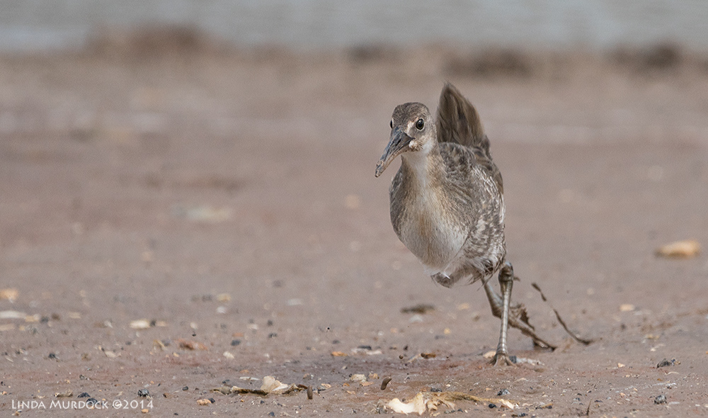 On the run! Sony A77 II with 70-400mm G2 1/2000 sec. f/5.6 ISO 400