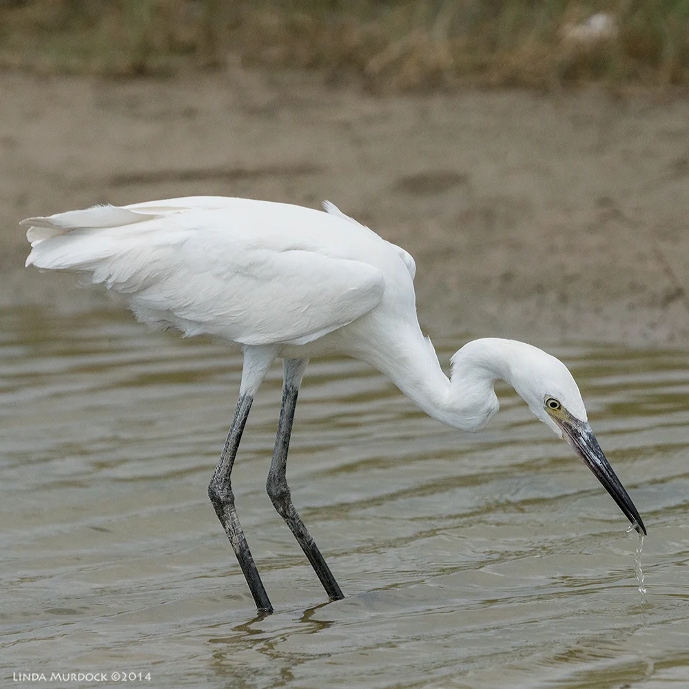 White morph Reddish Egret with small fish Sony A77 II with 70-400mm G2 1/4000 sec. f/7.0 ISO 400