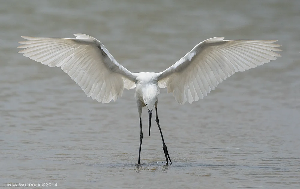 White morph Reddish Egret channeling an angel Sony A77 II with 70-400mm G2 1/3200 sec. f/7.0 ISO 400