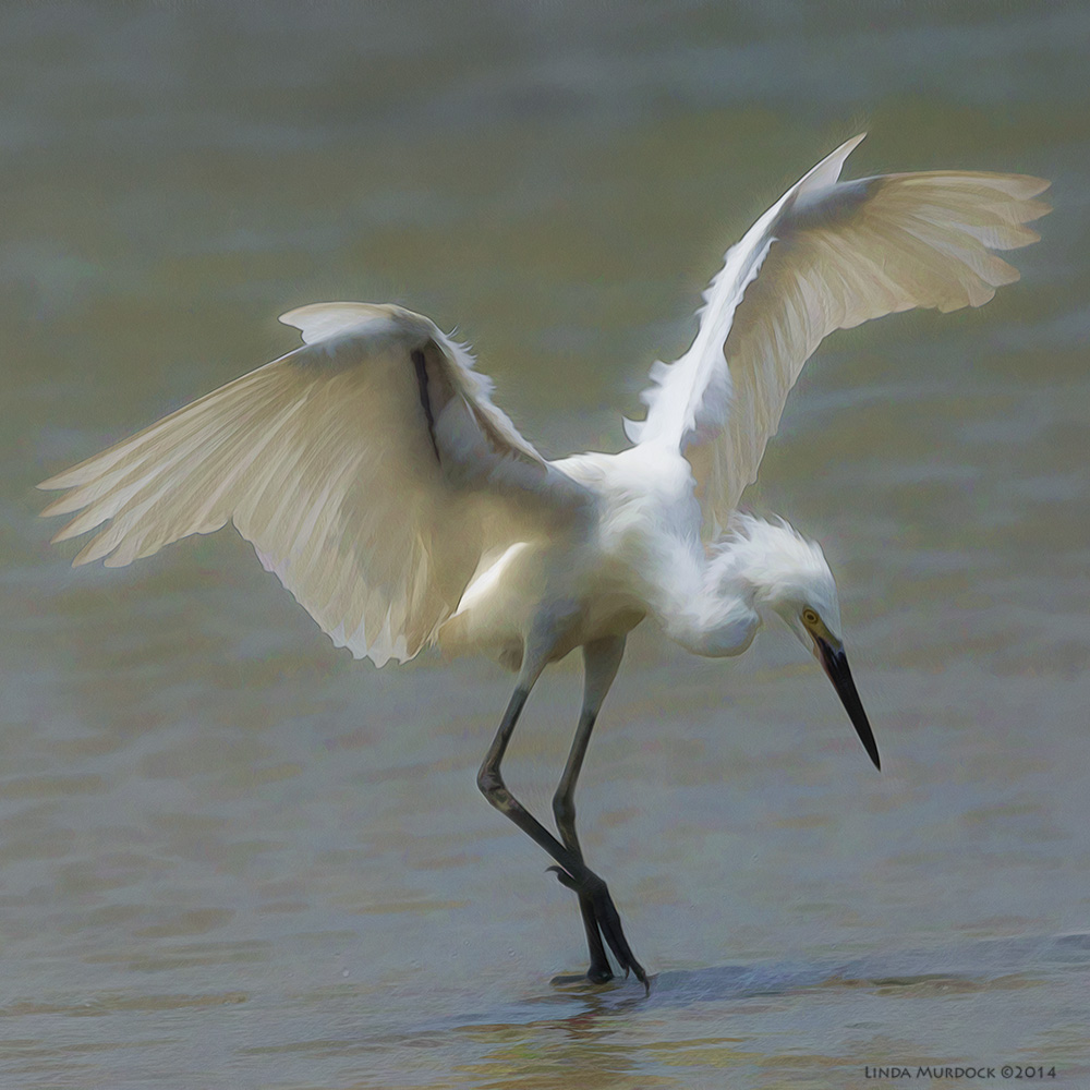 Elegant pose made more interesting by post-processing Sony A77 II with 70-400mm G2 1/3200 sec. f/7.0 ISO 400