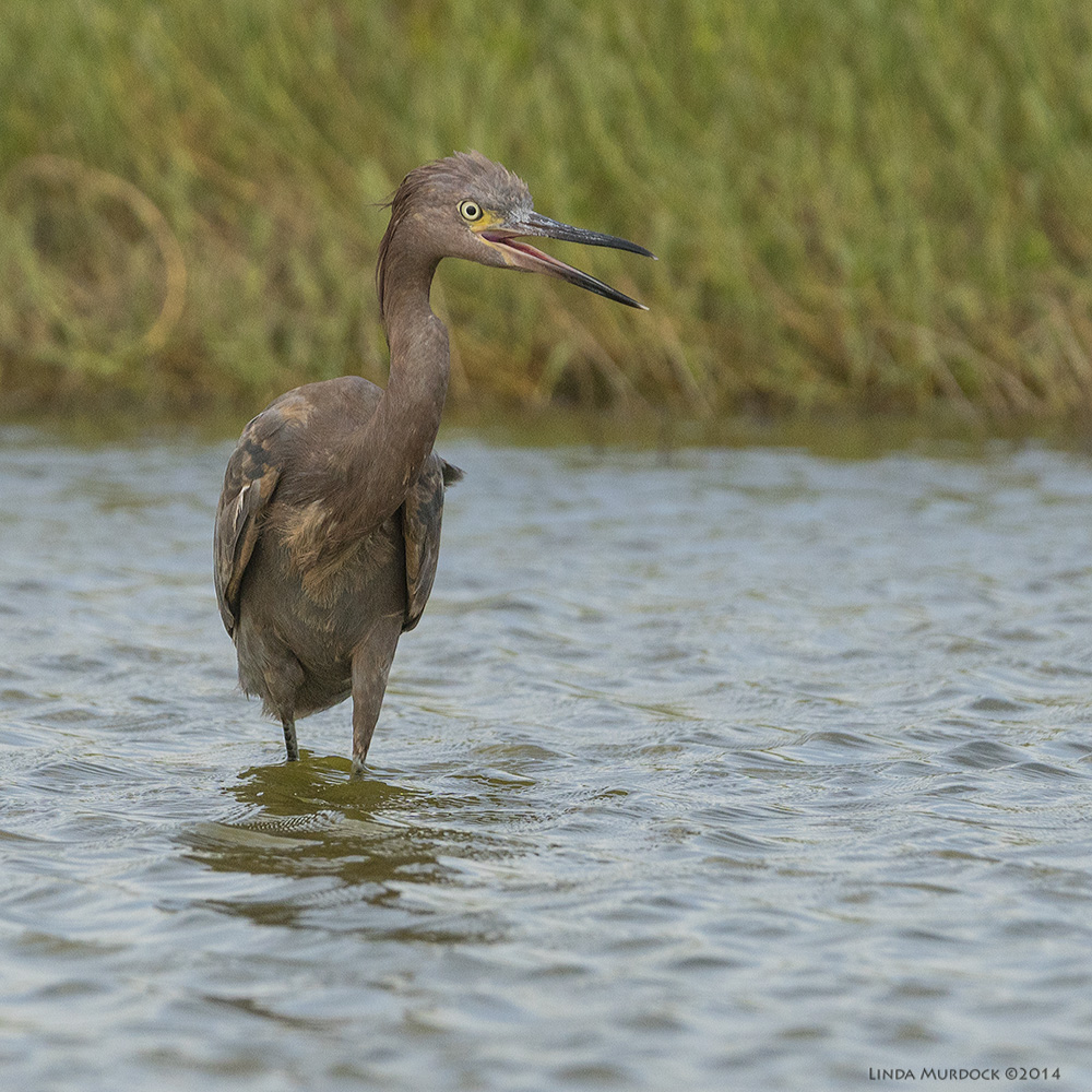 Young Reddish Egret, dark morph. Sony A77 II with 70-400mm G2 1/1600 sec. f/6.3 ISO 800