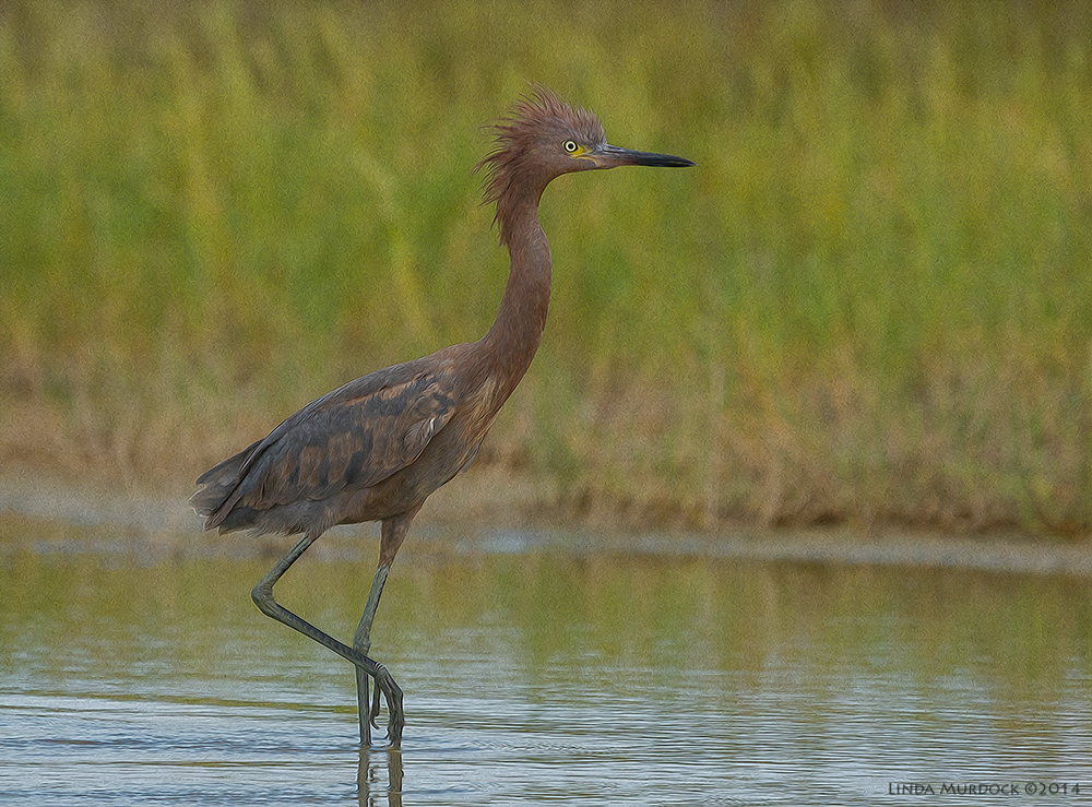 Young Reddish Egret a bit excited. Maybe they hallucinate like young kittehs? Sony A77 II with 70-400mm G2 1/1600 sec. f/6.3 ISO 800