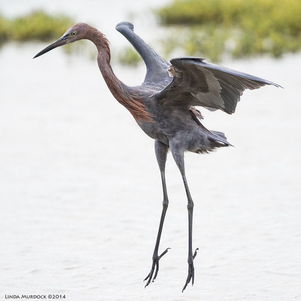 Reddish Egret airborne Sony A77 II with 70-400mm G2 1/2000 sec. f/5.6 ISO 640