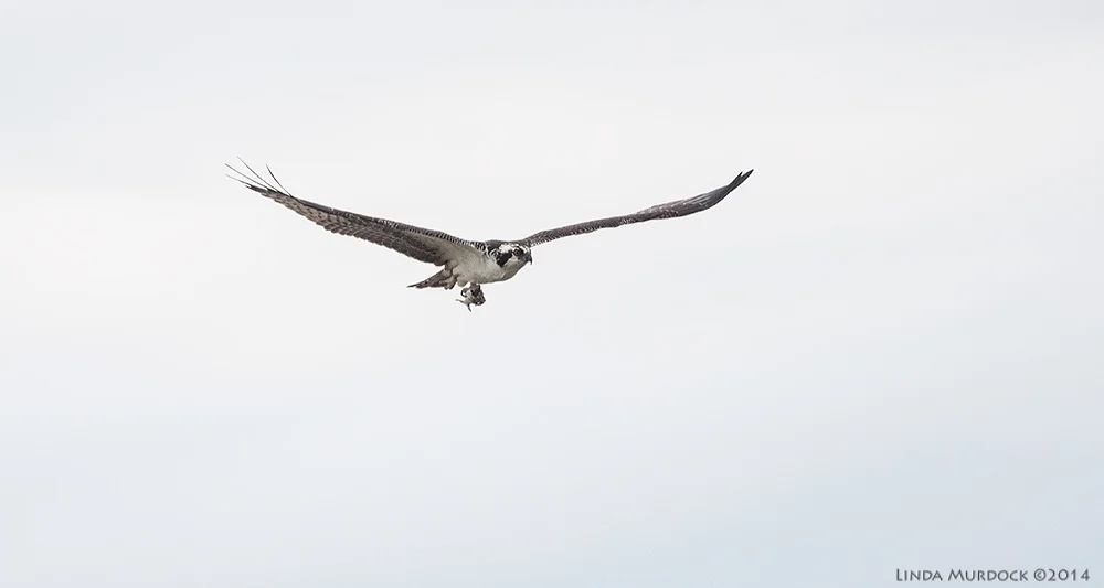 Osprey in flight with dinner Sony A77 II with 70-400mm G2 1/2000 sec. f/5.6 ISO 640