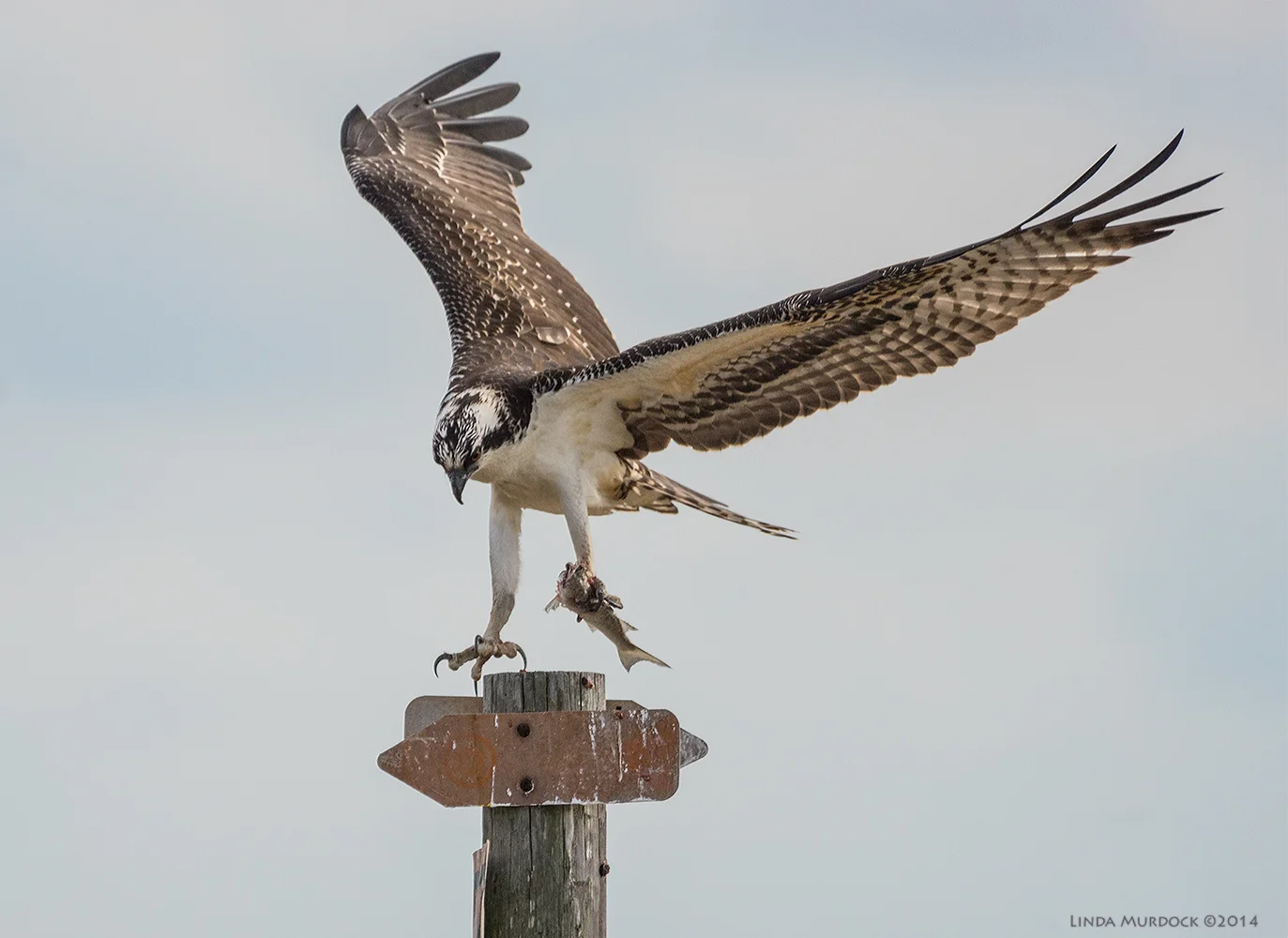 September Osprey landing with his fish Sony A77 II with 70-400mm G2 1/2000 sec. f/5.6 ISO 640