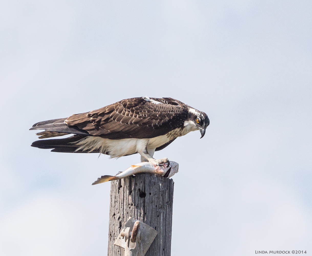 October #1 Osprey with Redfish Sony A77 II with 70-400mm G2 1/1600 sec. f/7.1 ISO 640 