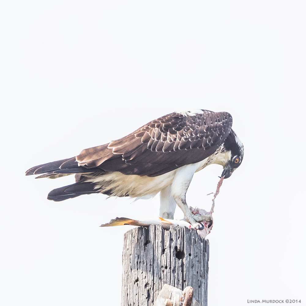 Nom nom ... fish guts. You can see the spot on the Redfish's tail. Sony A77 II with 70-400mm G2 1/1600 sec. f/6.3 ISO 800