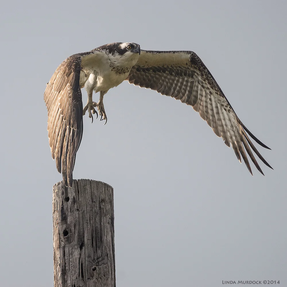 October #2 Osprey departs Sony A77 II with 70-400mm G2 1/2000 sec. f/5.6 ISO 640