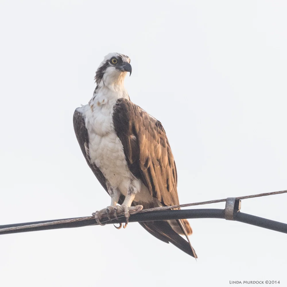 October #3 Osprey on the telephone line at Surfside Sony A77 II with 70-400mm G2 1/400 sec. f/6.3 ISO 1000 