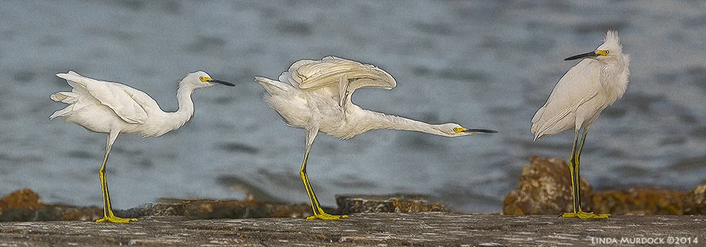 Young Snowy Egret doing his exercises