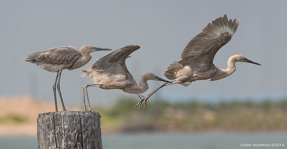 Young Reddish Egret gets airborne...3 photo composite