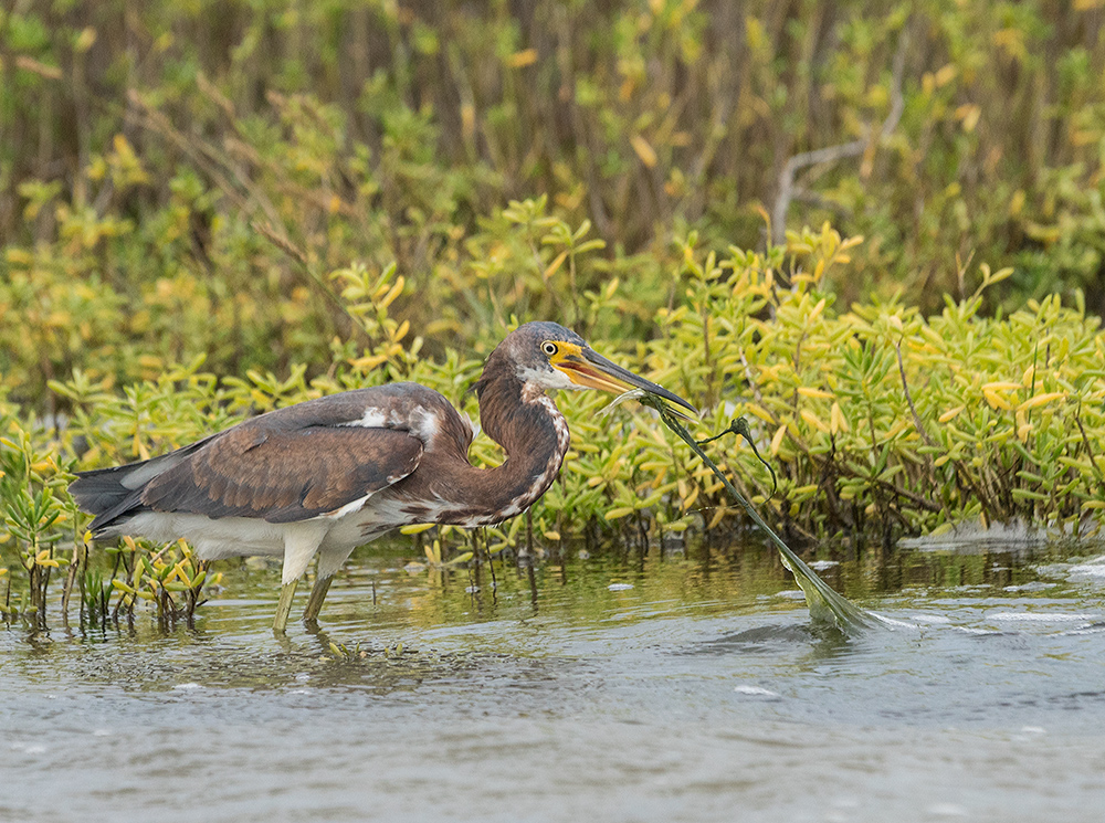 Tugging algae mats along with the fish Sony A77 II with 70-400mm G2 1/2000 sec. f/6.3 ISO 800