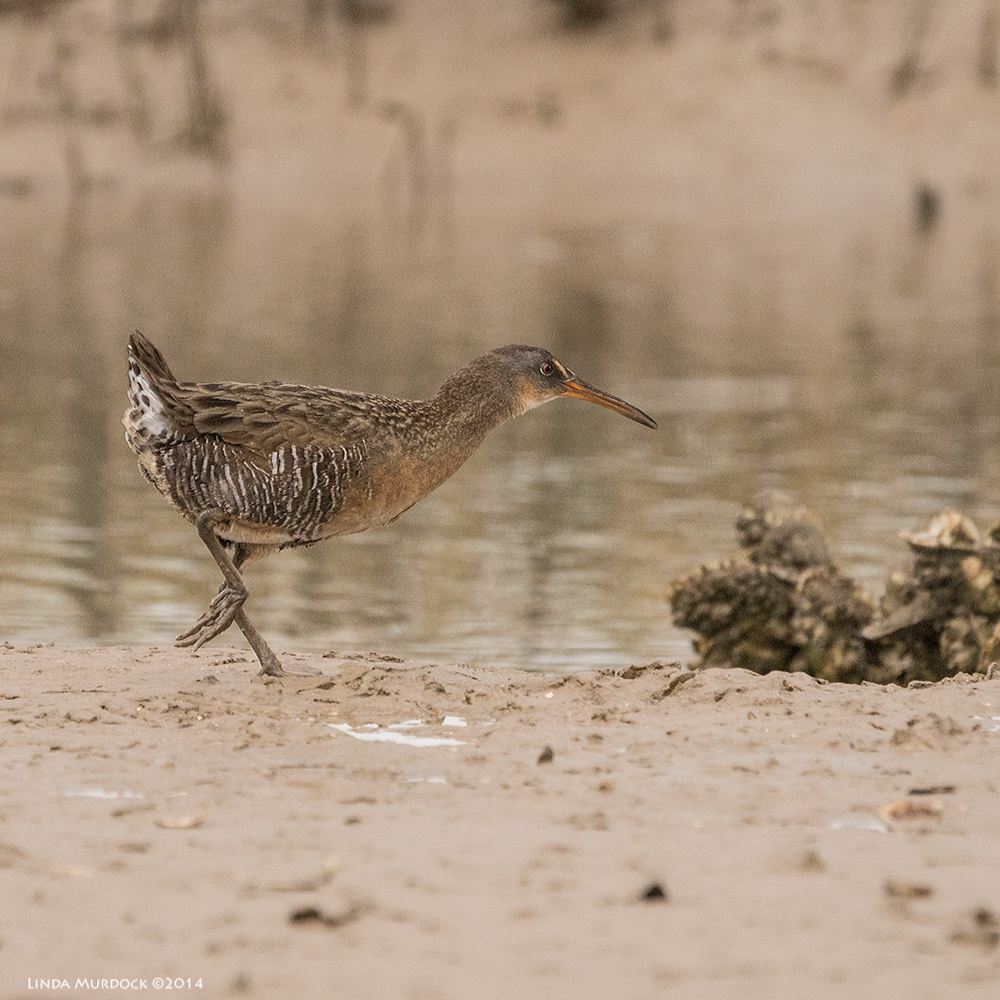 Clapper Rail running away from me Sony A77 II with 70-400mm G2 1/1600 sec. f/5.6 ISO 1000