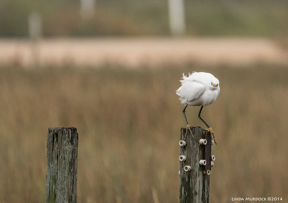 Males and female Snowy Egrets look identical. I just decided this was a girl. Sony A77 II with 70-400mm G2 1/640 sec. f/5.6 ISO 1000
