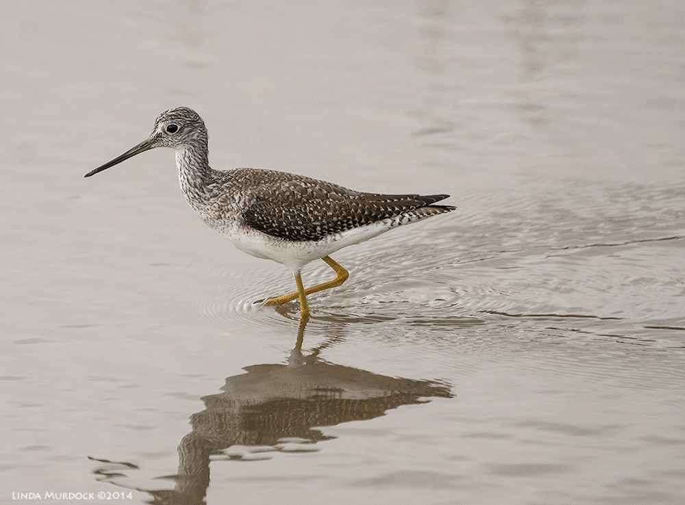 Greater Yellowlegs and his reflection Sony A77 II with 70-400mm G2 1/1600 sec. f/5.6 ISO 1000