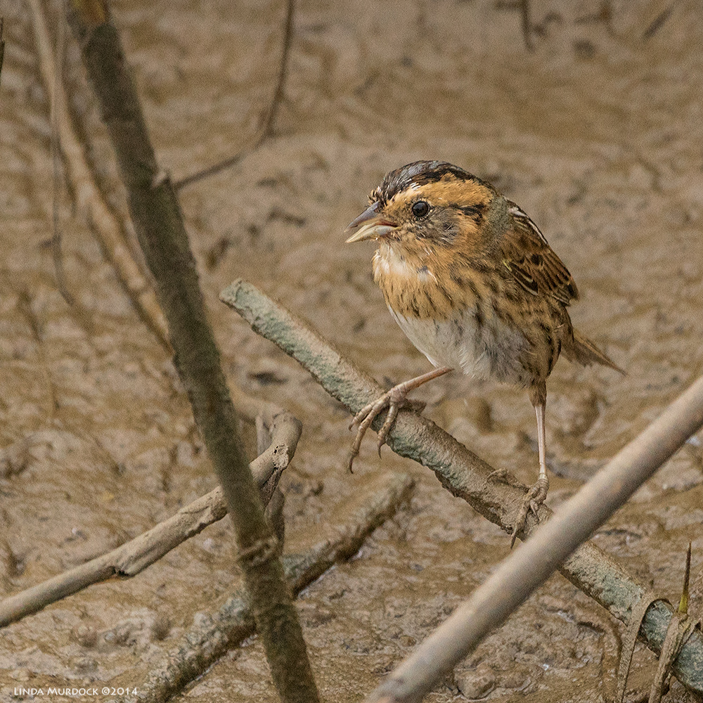 Nelson's Sharp-tailed Sparrow sitting still for one instant Sony A77 II with 70-400mm G2 1/800 sec. f/5.6 ISO 1000