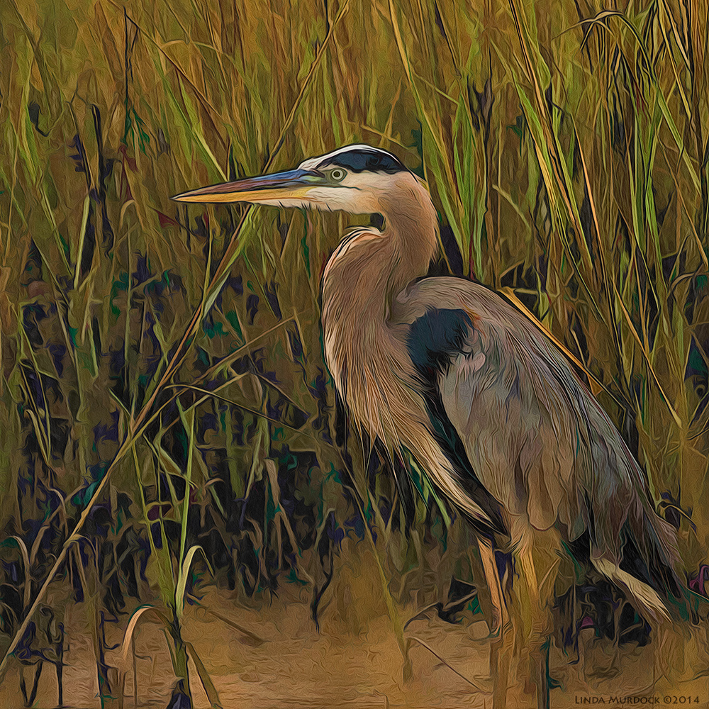 Great Blue Heron portrait Post-processing with Fractalius, Topaz Simplify and Photoshop Oil Paint
