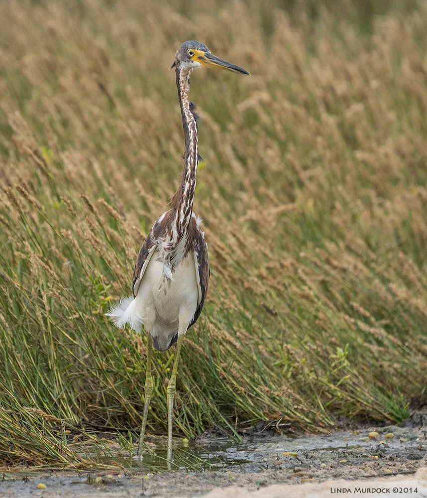 Juvenile Tricolored Heron standing tall Sony A77 II with 70-400mm G2 1/2000 sec. f/6.3 ISO 640