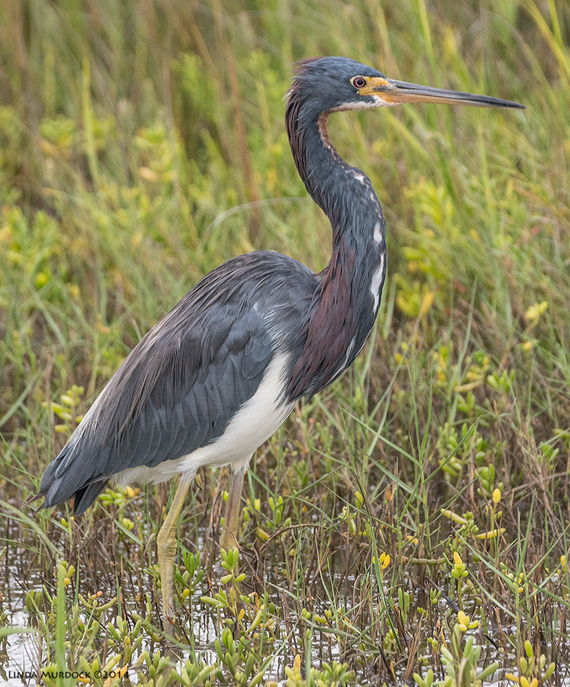 Adult Tricolored Heron Sony A77 II with 70-400mm G2 1/320 sec. f/5.6 ISO 640
