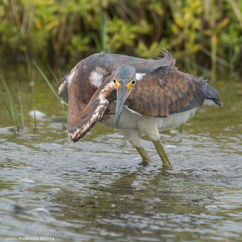 Exhibiting great flexibility and intensity Sony A77 II with 70-400mm G2 1/2000 sec. f/6.3 ISO 800