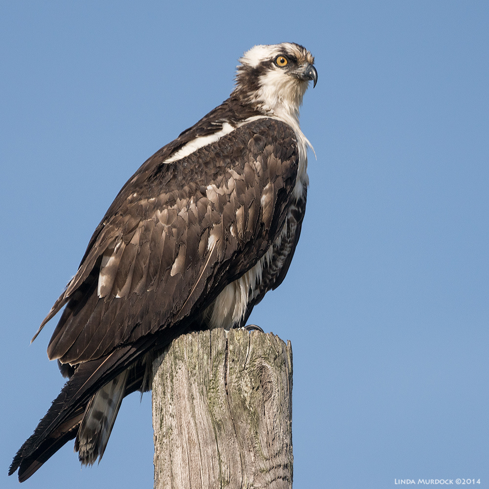 Blase Osprey Sony A77 II with 70-400mm G2 1/1600 sec. f/5.6 ISO 320