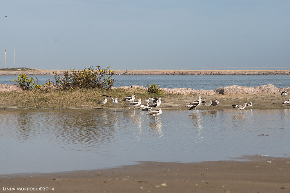 Avocets, willets and a skimmer Sony A77 II with 70-400mm G2 1/1250 sec. f/6.3 ISO 200