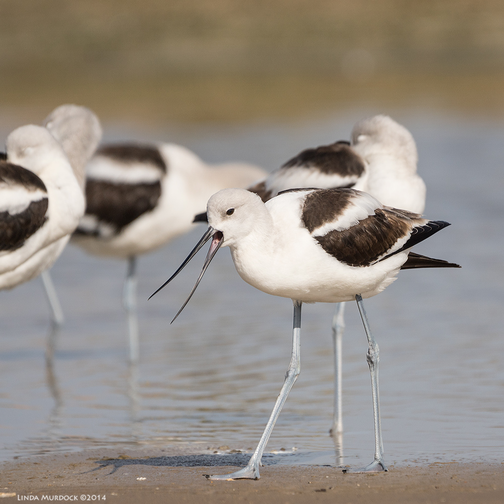 American Avocet in non-breeding colors Sony A77 II with 70-400mm G2 1/1600 sec. f/5.6 ISO 200