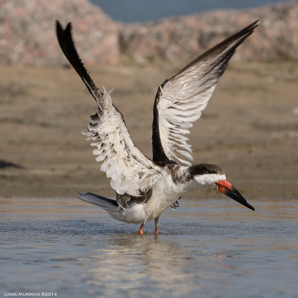 Black Skimmer after a bath Sony A77 II with 70-400mm G2 1/2000 sec. f/5.6 ISO 200