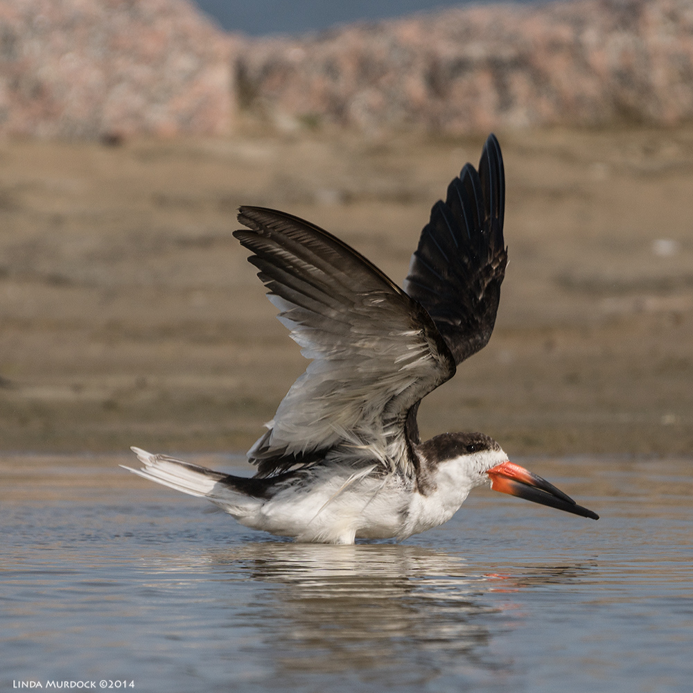 Black Skimmer still drying off from the bath Sony A77 II with 70-400mm G2 1/2000 sec. f/5.6 ISO 200
