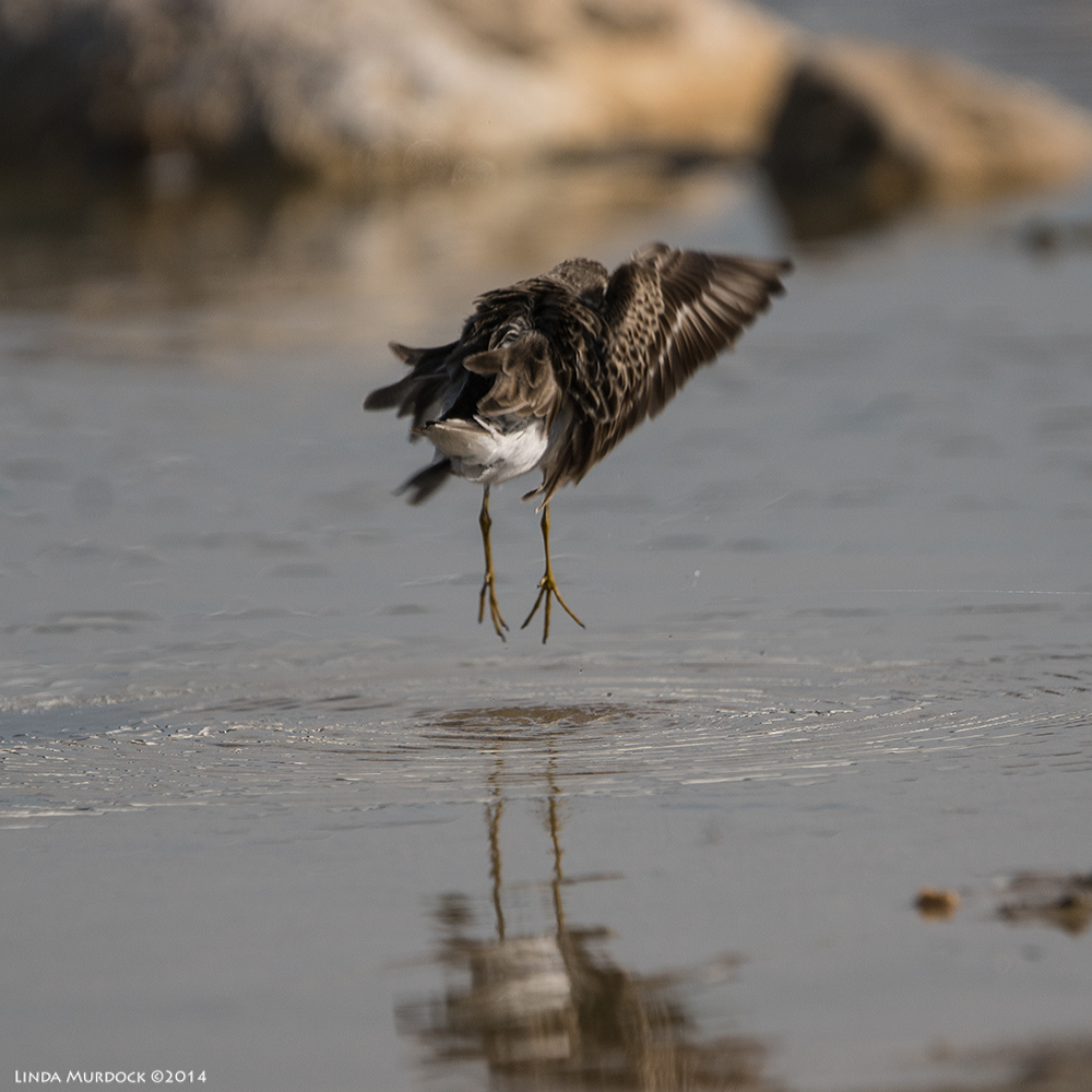 Least Sandpiper levitating Sony A77 II with 70-400mm G2 1/2000 sec. f/5.6 ISO 200