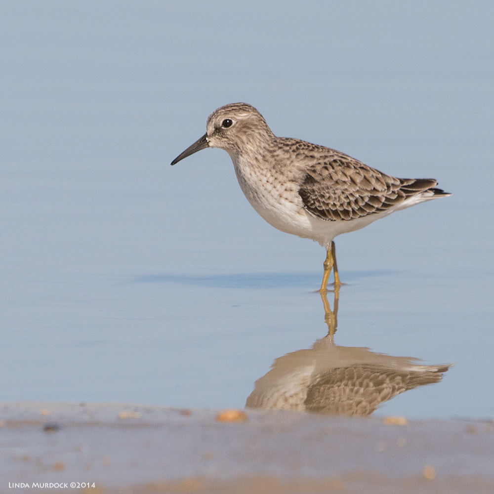 Least Sandpiper portrait Sony A77 II with 70-400mm G2 1/2000 sec. f/6.3 ISO 400