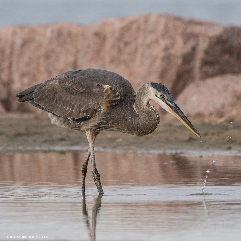 Young Great Blue Heron stops by for a drink Sony A77 II with 70-400mm G2 1/1250 sec. f/5.6 ISO 640