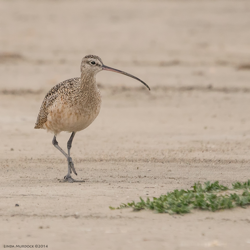 Male or young Long-billed Curlew at Texas City Dike Sony A77 II with 70-400mm G2 1/1600 sec. f/5.6 ISO 1000