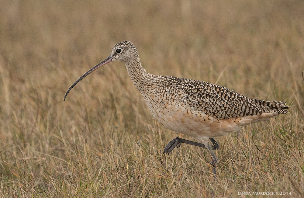 High-stepping in the grass Sony A77 II with 70-400mm G2 1/1600 sec. f/5.6 ISO 1000