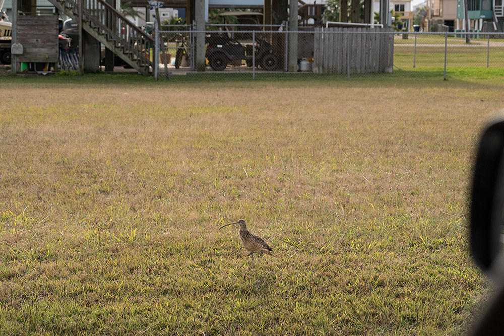 Long-billed curlew right there in the vacant lot! Photo for documentary purposes only