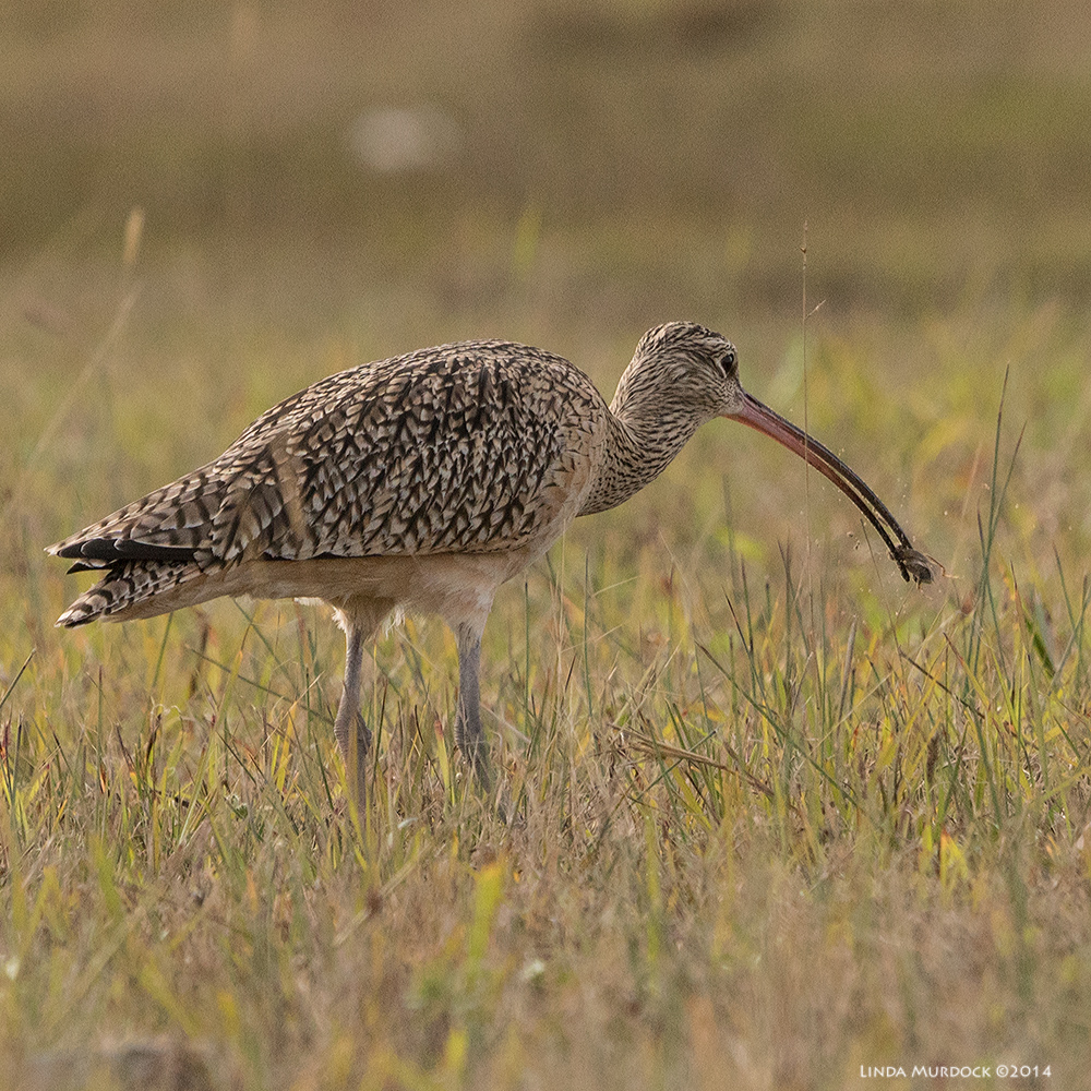 Long-billed Curlew with successful catch Sony A77 II with 70-400mm G2 1/1250 sec. f/7.1 ISO 800